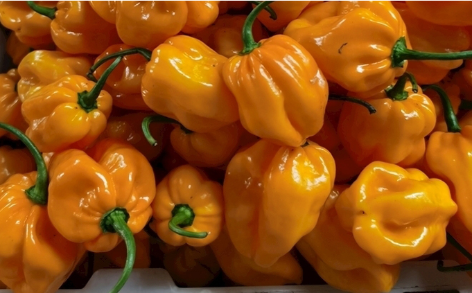 1697442101541180.png 微信截圖_20230816102629.png