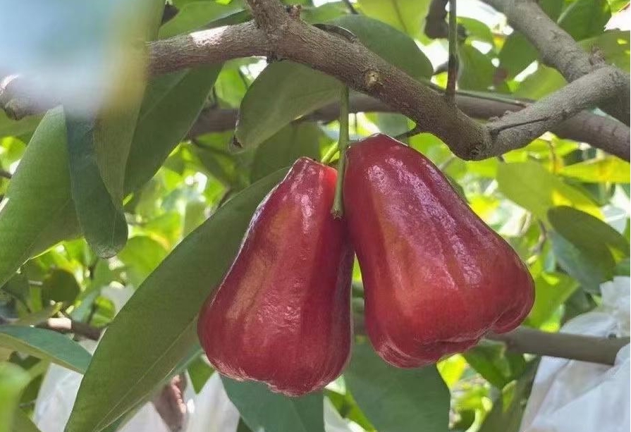 1730703663418033.png 微信(xìn)截圖(tú)_20241101151226.png