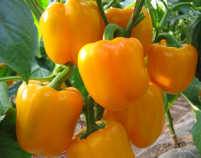 1741682210622643.png 微信截圖_20250311152706.png