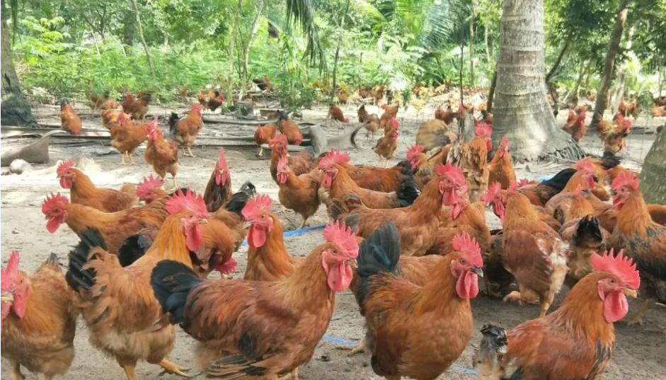 1697441052688069.png 微信截圖_20230904161842.png