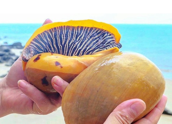 1699426011381100.png 微信截圖_20231101153042.png