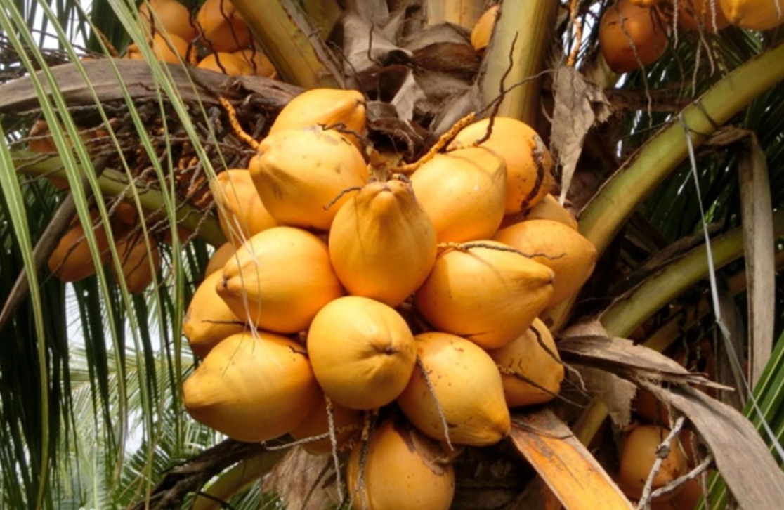 1699856885152670.png 微信截圖_20231108113529.png