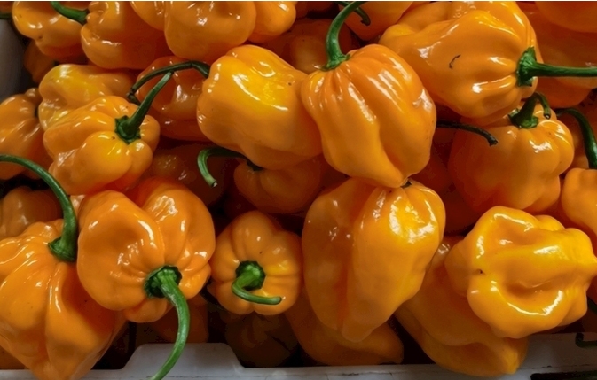 1700115840715829.png 微信(xìn)截圖_20231113113520.png