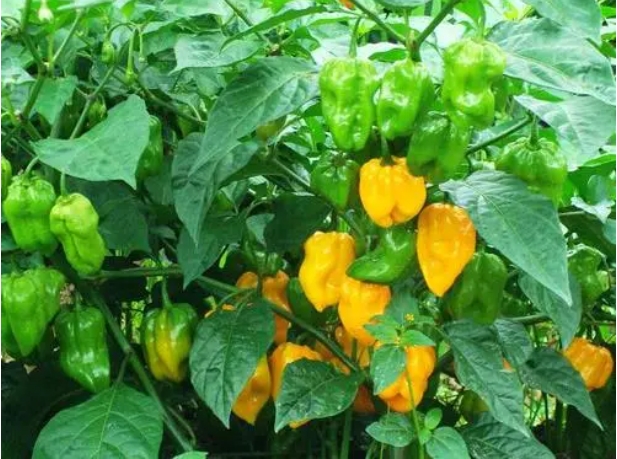 1700115848419262.png 微信截圖(tú)_20231113113535.png