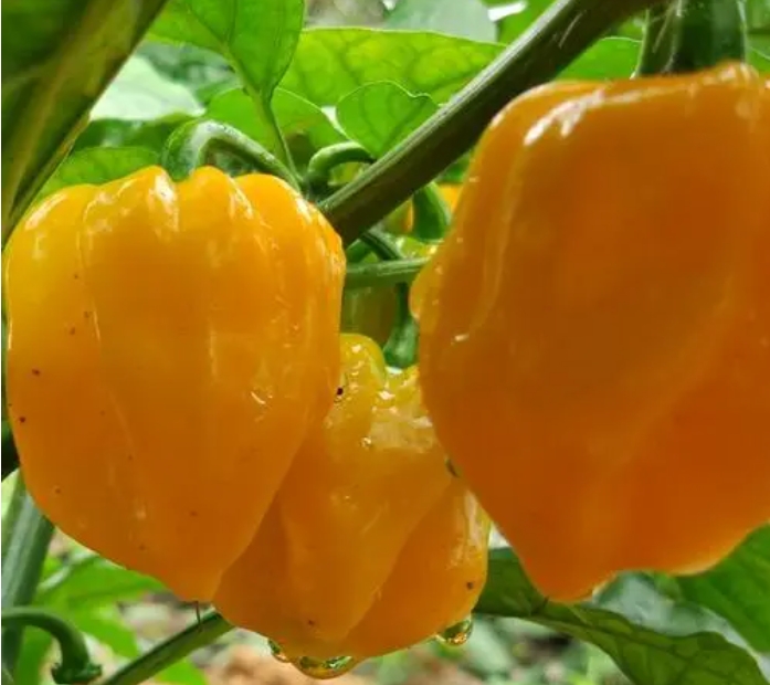 1700115853482654.png 微信(xìn)截圖_20231113113631.png