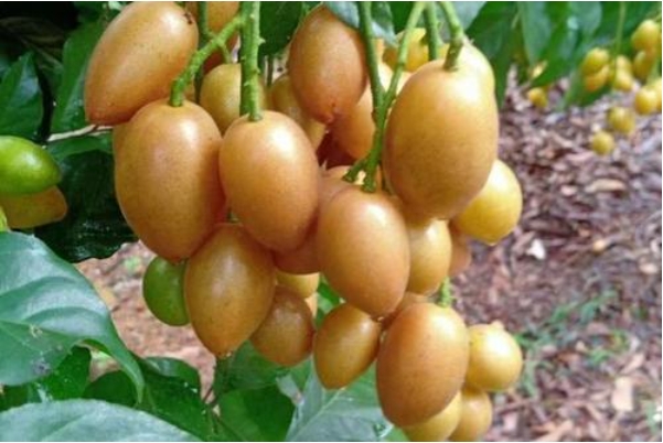 1700118397622546.png 微信截圖_20231114114227.png