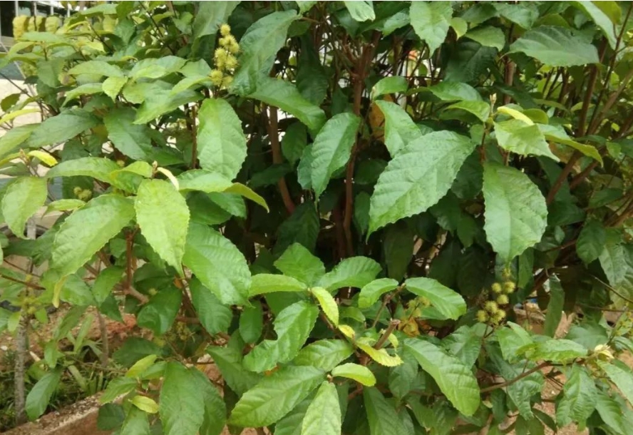 1704955088723487.png 微信截圖_20240108153917.png