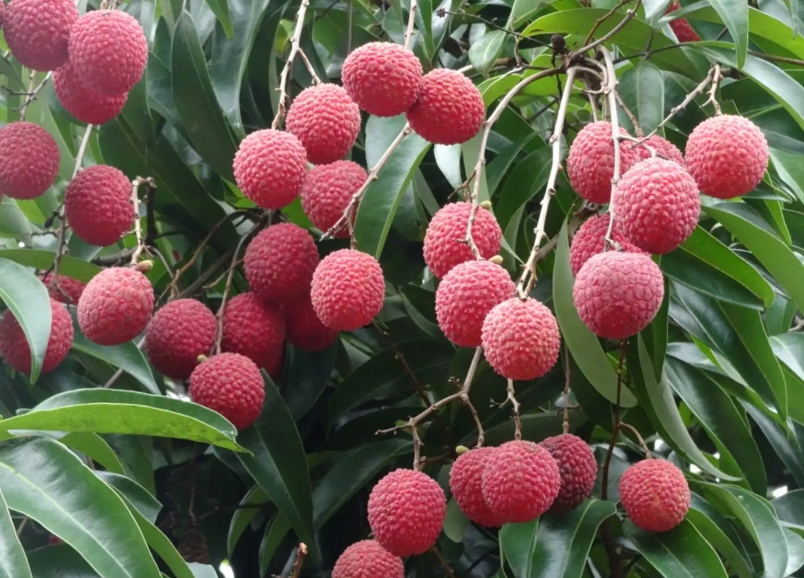 1715238120638235.png 微信截圖_20240509104029.png