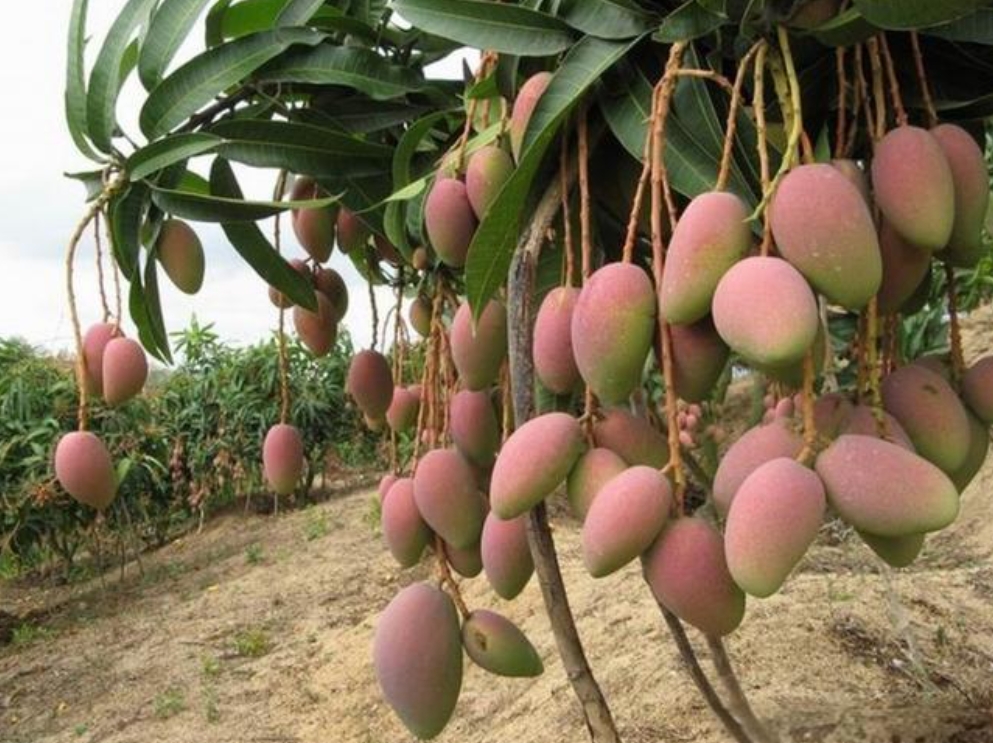 1715238132238761.png 微信截圖_20240509104619.png