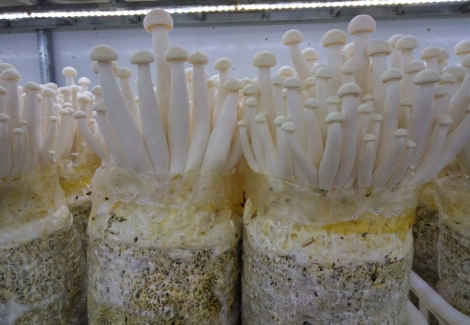 1715329431576852.png 微信截圖_20240510153233.png