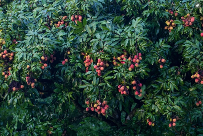 1715843563530128.png 微信截圖_20240515154015.png