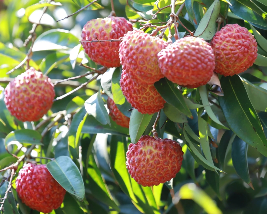 1715930554109101.png 微信截圖_20240517145428.png