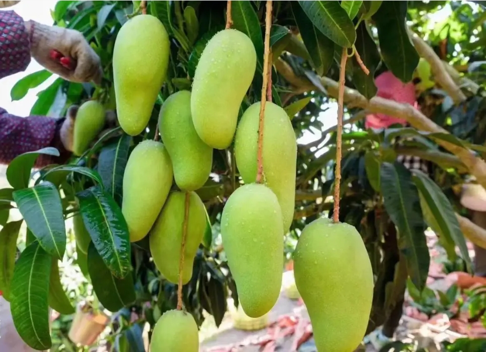 1716359405587003.png 微信截圖_20240522142706.png