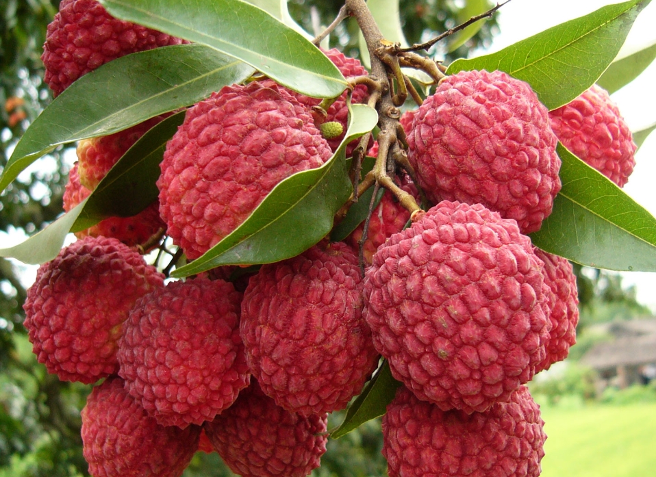 1716538189594885.png 微信截圖(tú)_20240524104050.png