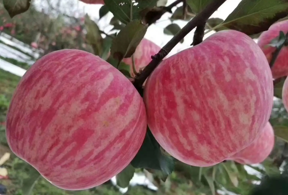 1717655813301497.png 微信截圖_20240606141103.png