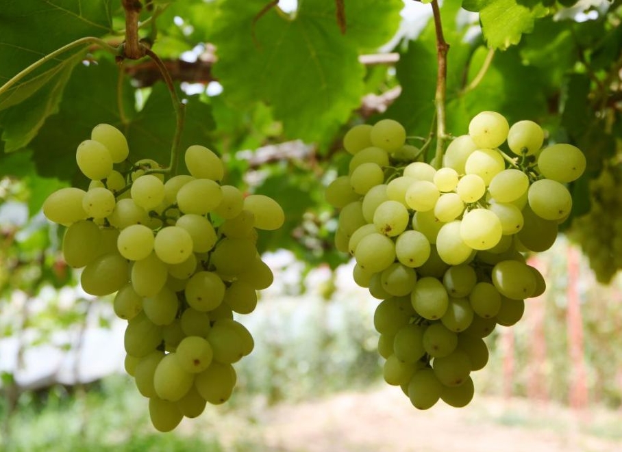 1717655820744403.png 微信截圖(tú)_20240606140850.png