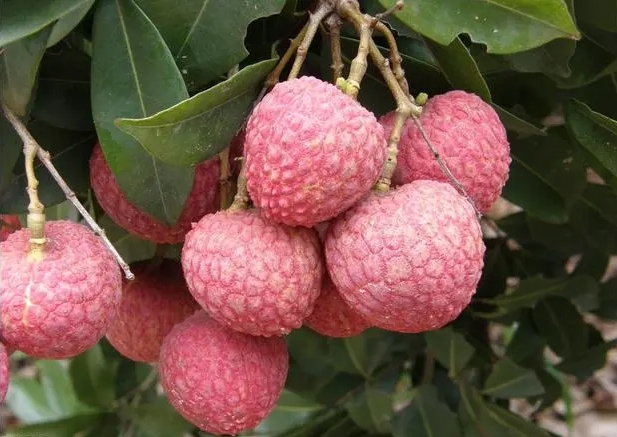 1718871183771325.png 微信截圖_20240619142857.png