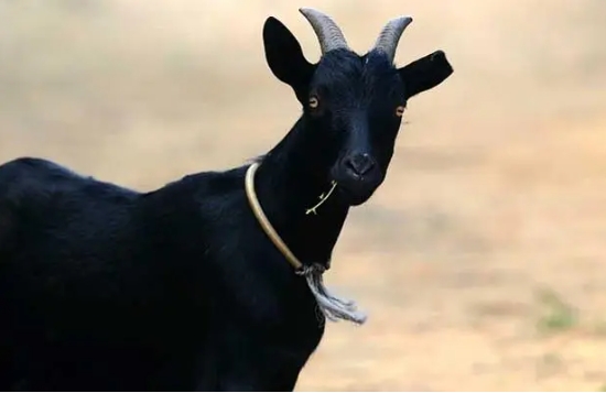 1722495831362265.png 微信截圖(tú)_20240730162236.png