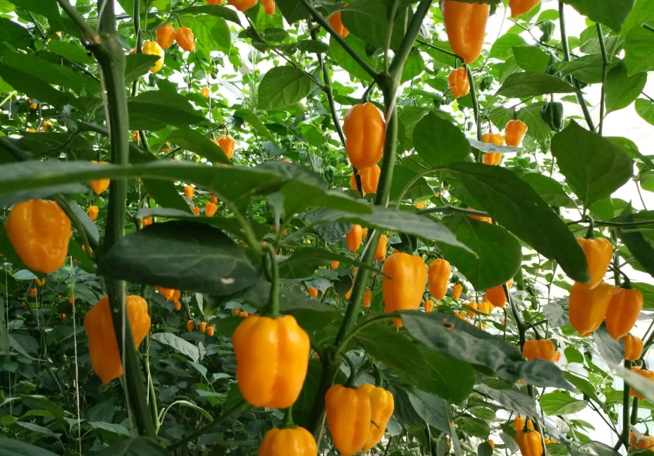 1726731538778479.png 微信截圖_20240918152647.png