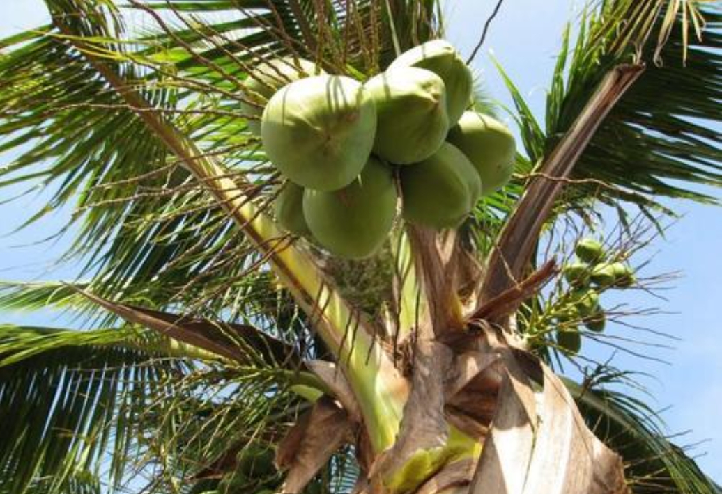 1731652240993427.png 微(wēi)信截圖_20241113100954.png