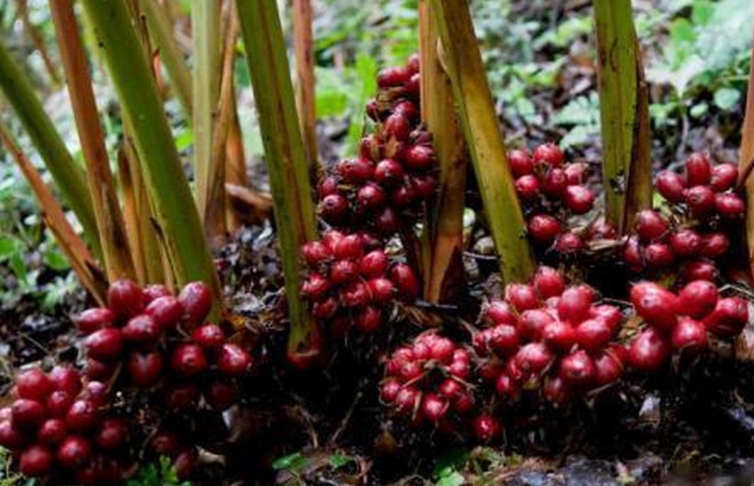 1733812878329314.png 微信截(jié)圖_20241202151326.png