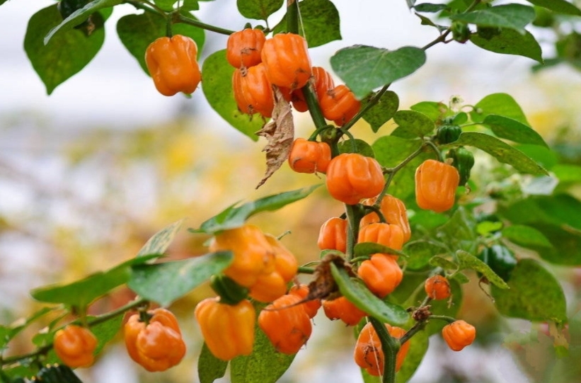 1733988186392989.png 微信截圖_20241211144006.png