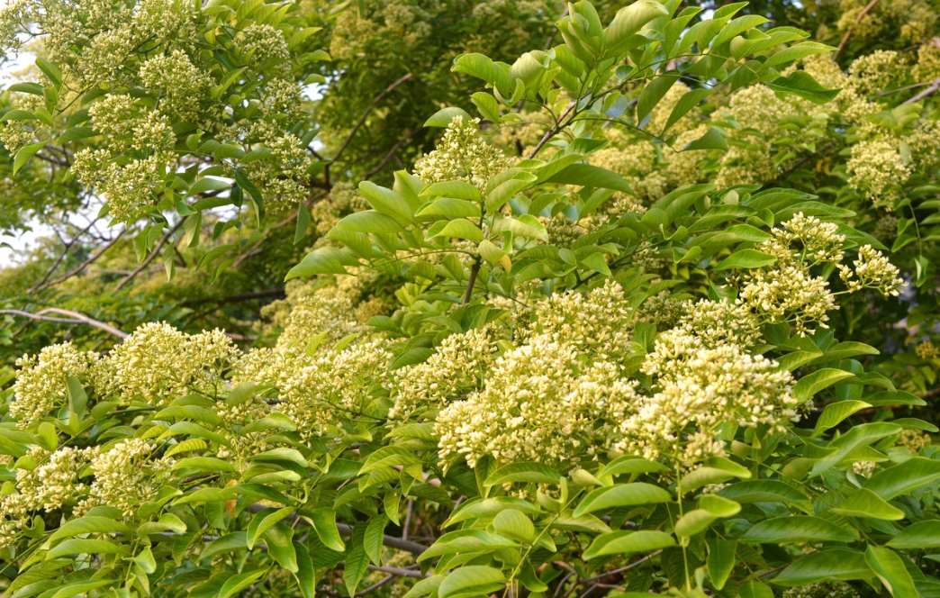 1734330736865559.png 微信截圖_20241213161725.png