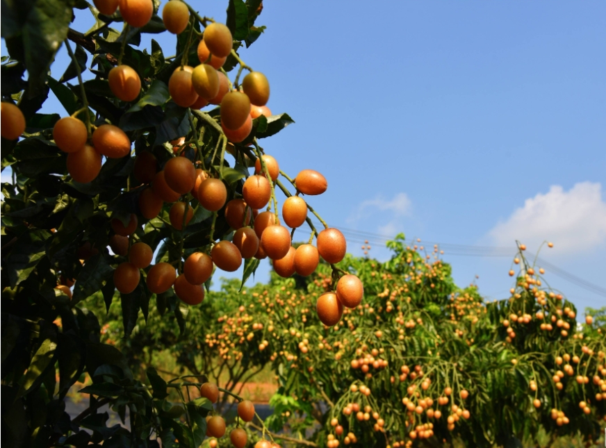 1735025802722785.png 微信截圖_20241223143951.png