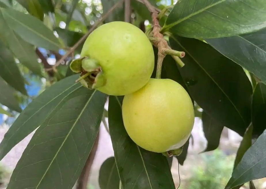 1735540298953349.png 微信截圖_20241230110957.png