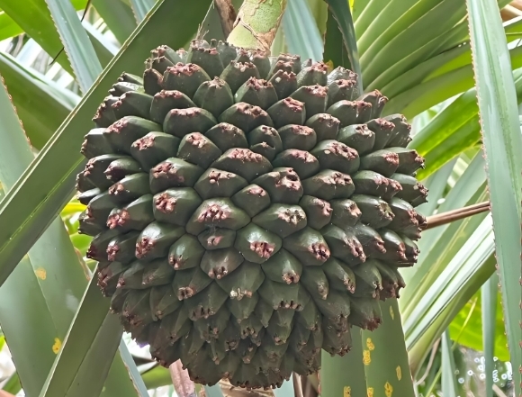 1735800497184243.png 微信截圖_20241231154902.png