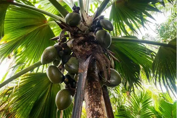 1736409408106558.png 微信截圖_20250106113710.png