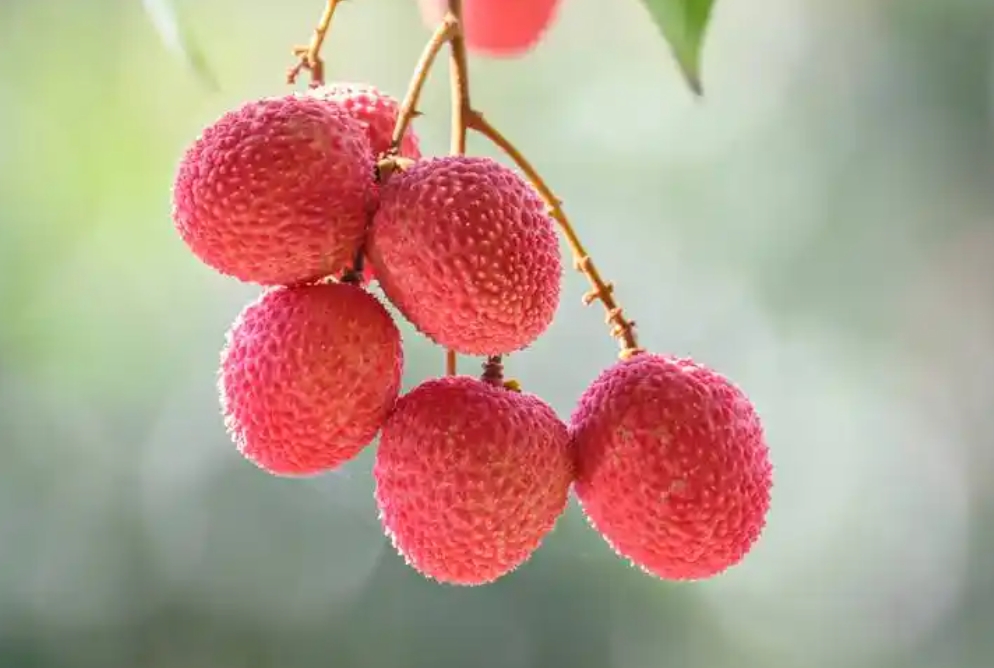 1742974320941453.png 微信截圖(tú)_20250326115727.png