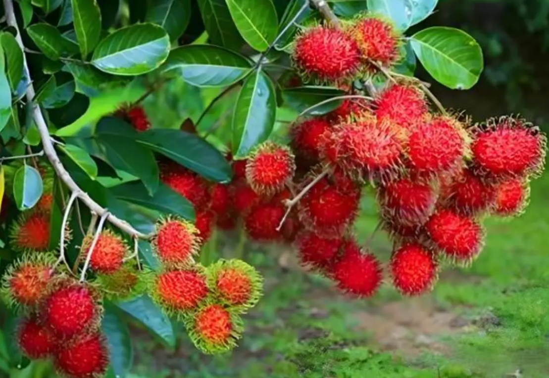 1743150088665152.png 微信截圖_20250328152117.png