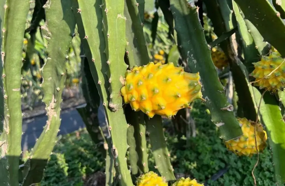 1743584840387451.png 微信截圖_20250402162534.png