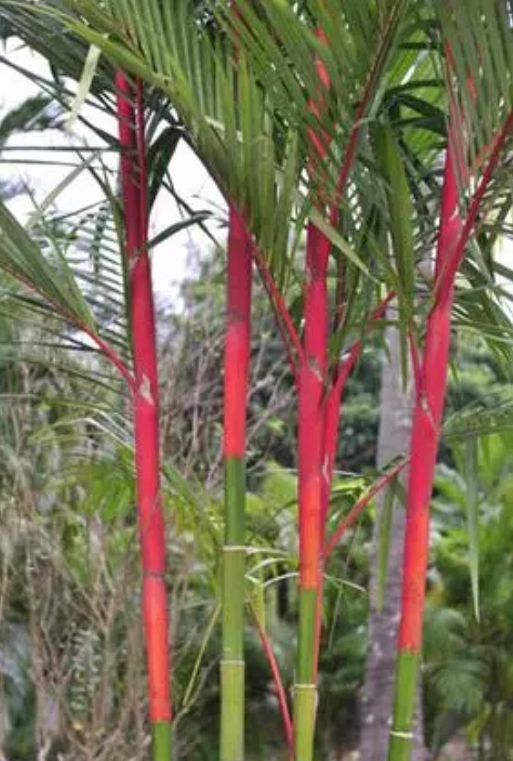 1746521673362848.png 微信截圖_20250506161143.png