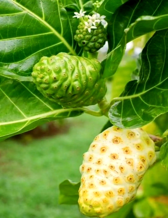 1746847972578008.png 微信截圖_20250510104445.png