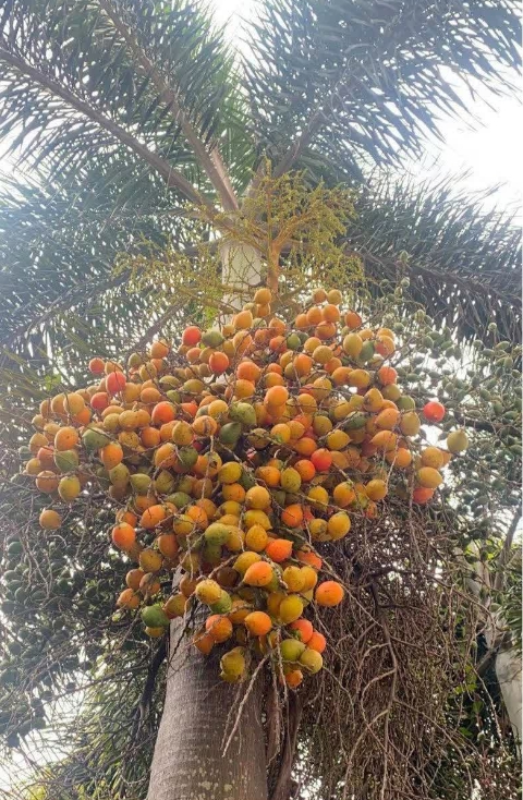 1748243835839655.png 微信截圖_20250526144714.png