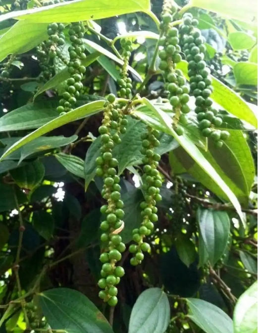 1749459678390423.png 微信(xìn)截圖_20250609152304.png