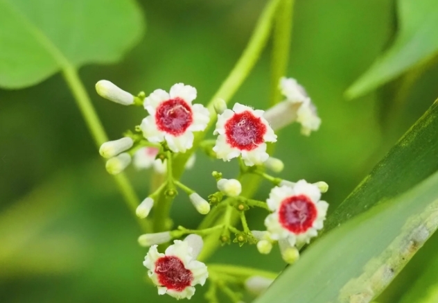 1750409621591772.png 微信截圖_20250620161052.png