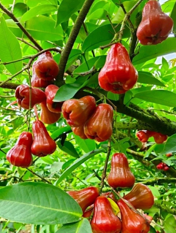 1750410193130177.png 微信截圖_20250620163839.png