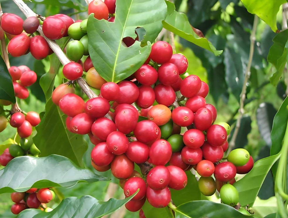 1751358229608032.png 微信(xìn)截圖_20250701152643.png