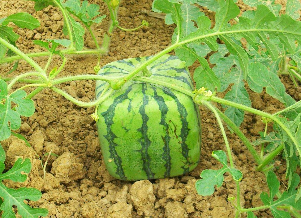 1751531838435533.png 微信截圖_20250703140555.png