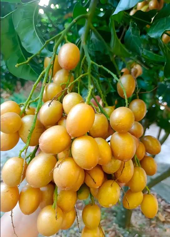 1752135729989381.png 微信截圖_20250710152427.png