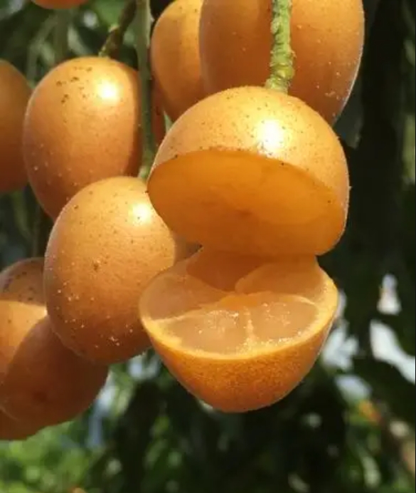 1752135751978053.png 微信截圖_20250710152645.png